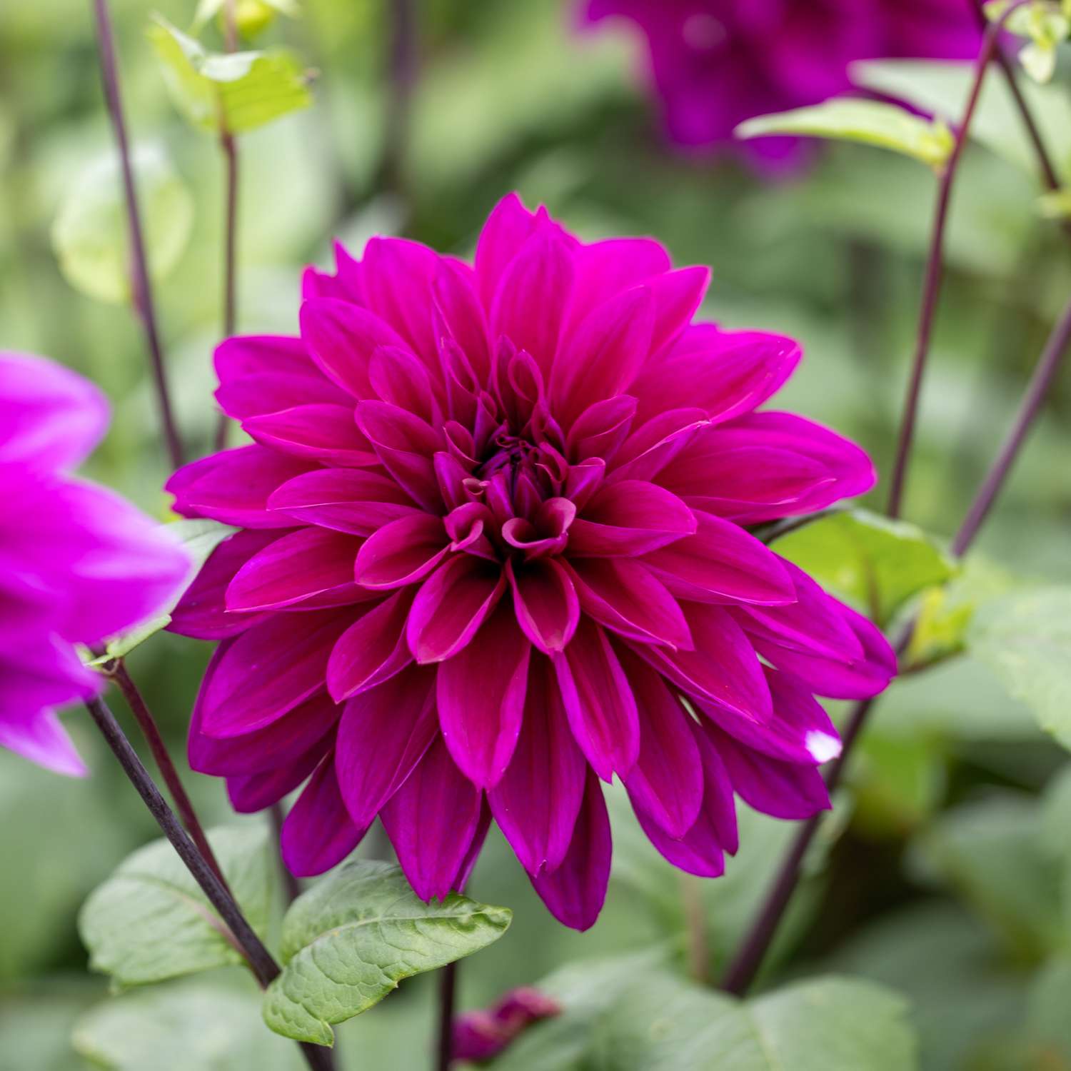 Daalia 'Thomas A. Edison'